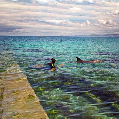 dolphins aran islands